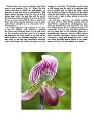 Miniature Greenhouse for Growing Orchids – Building Article + Full Plan Sheet